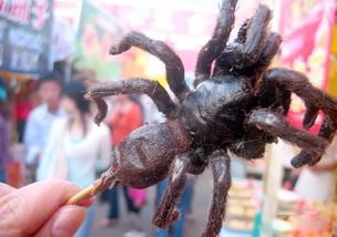 百度蜘蛛池租用:揭秘蜘蛛池的神秘蟲子，它們究竟是什么？
