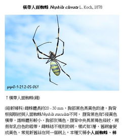 百度蜘蛛池價(jià)格:小旋風(fēng)蜘蛛池的開(kāi)發(fā)公司，創(chuàng)新科技助力網(wǎng)絡(luò)爬蟲(chóng)領(lǐng)域新突破