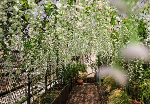 百度蜘蛛池引流:蜘蛛池花嗎？揭秘神秘的花卉世界