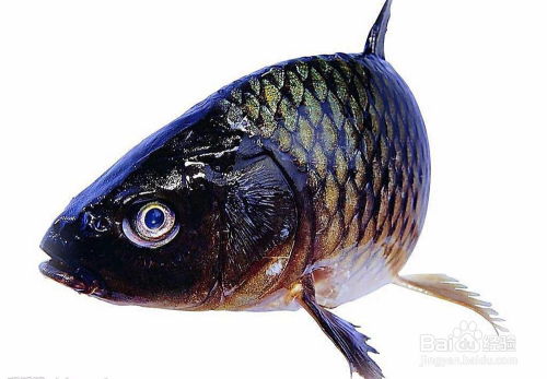 百度蜘蛛池價(jià)格:揭秘蜘蛛池養(yǎng)殖，哪一種魚最適合？