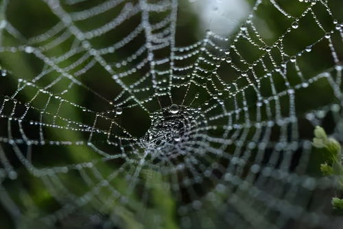 百度蜘蛛池引流:超級蜘蛛池一天有效嗎？深度解析其效果與適用場景