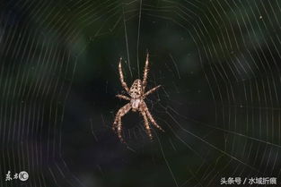 ٶ֩ԃ:֩ؿV֩صă(yu)ȱcД෽