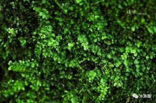 百度蜘蛛池引流:探尋蜘蛛池苔蘚的奧秘，大自然的隱秘奇跡
