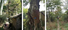 百度蜘蛛池優(yōu)化:山林自建蜘蛛池，探索自然與生態(tài)的和諧共生之道