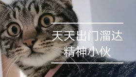 最佳bt磁力貓
