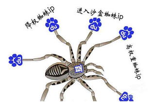 百度蜘蛛池租用:洗手池下水道中的神秘蜘蛛，一場未解的生態(tài)奇遇