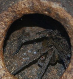 百度蜘蛛池價(jià)格:蜘蛛飼養(yǎng)池圖片欣賞，探索神秘生物的家園