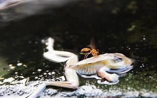 百度蜘蛛池出租:揭秘海蜘蛛池之謎，古老傳說中的神秘生物與現(xiàn)代科學(xué)的碰撞