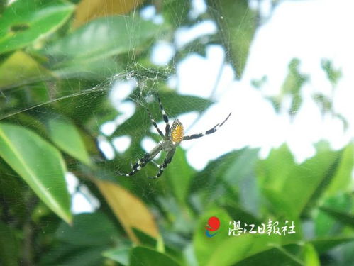 百度蜘蛛池效果:揭秘蜘蛛池植物汁液，神奇的自然療愈之力